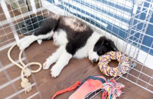 Puppy sleeping in crate.