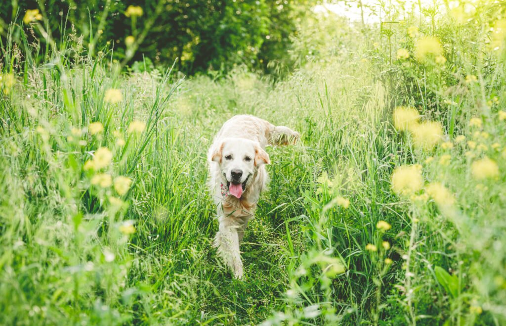 Spring Dog Names
