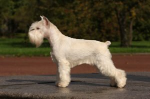 Dog standing outside.