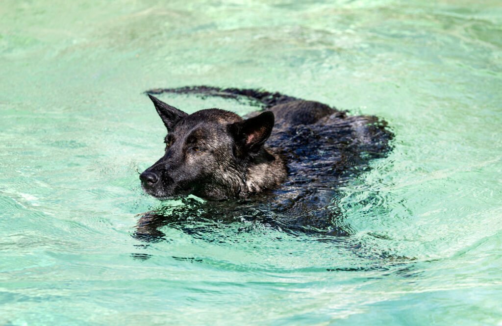 Dog swimming in ocean