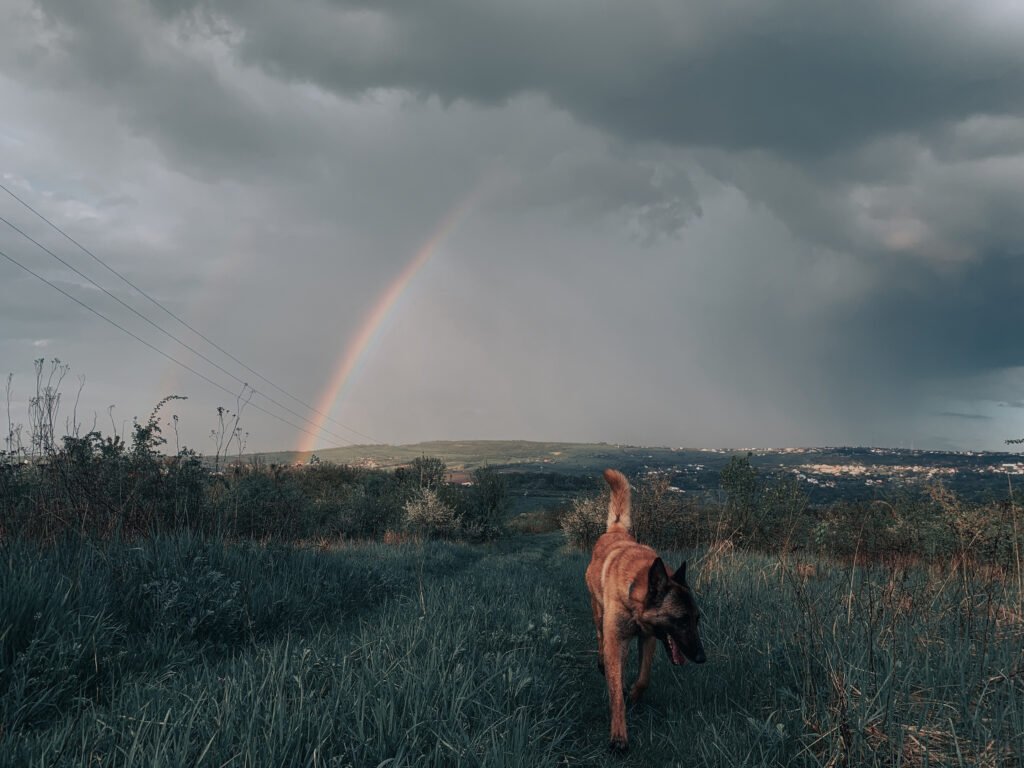 Weather Dog Names