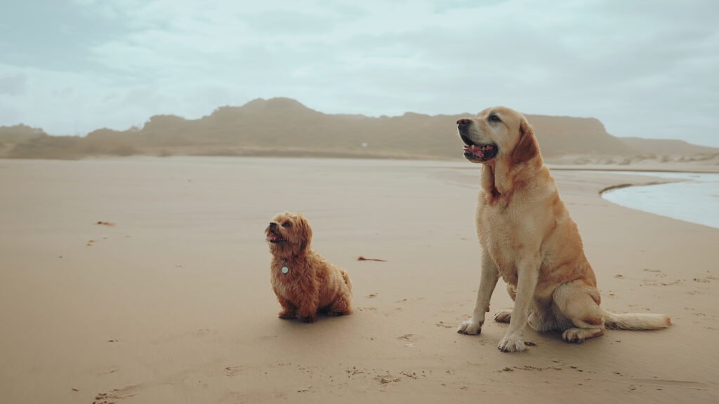 Beach Dog Names