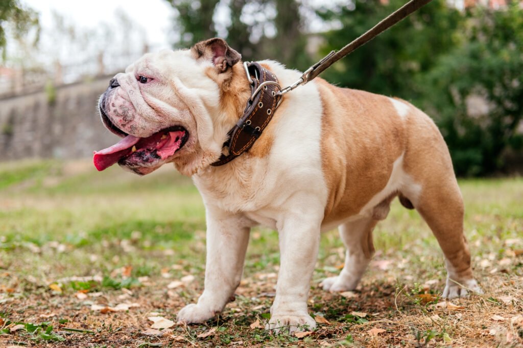 Male English Bulldog Names