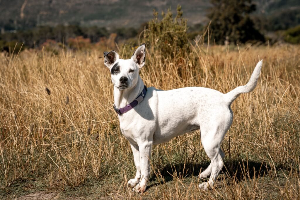 Female African Dog Names