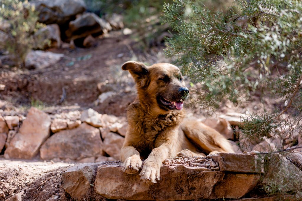 Female Biblical Dog Names