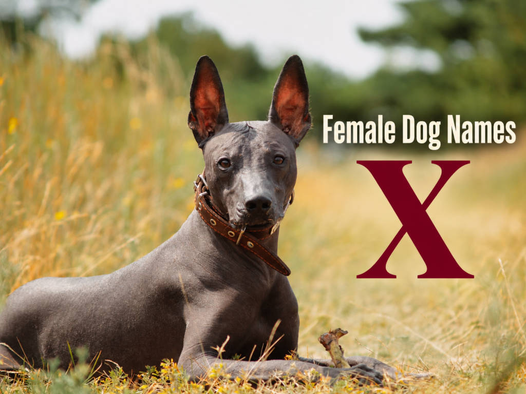 Female Dog Names X