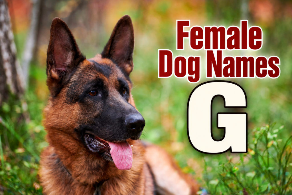Female Dog Names_ G
