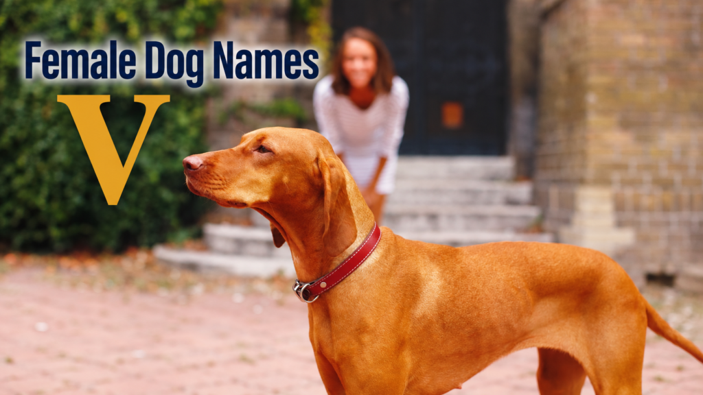 Female Dog Names V