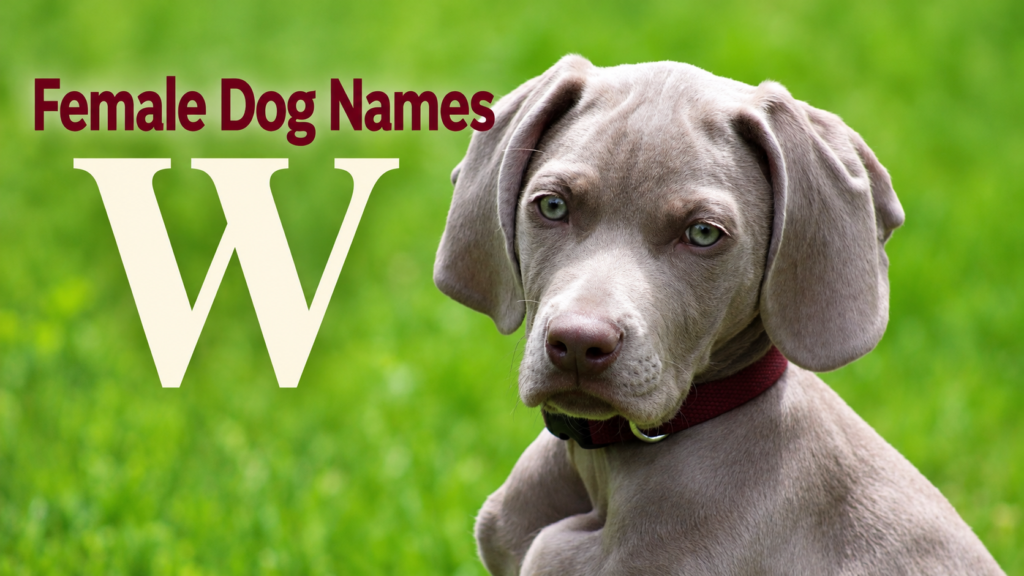 Female Dog Names W
