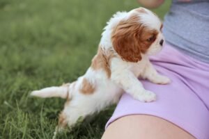 Female Dog names