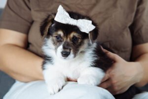 Female Dog Names A to Z