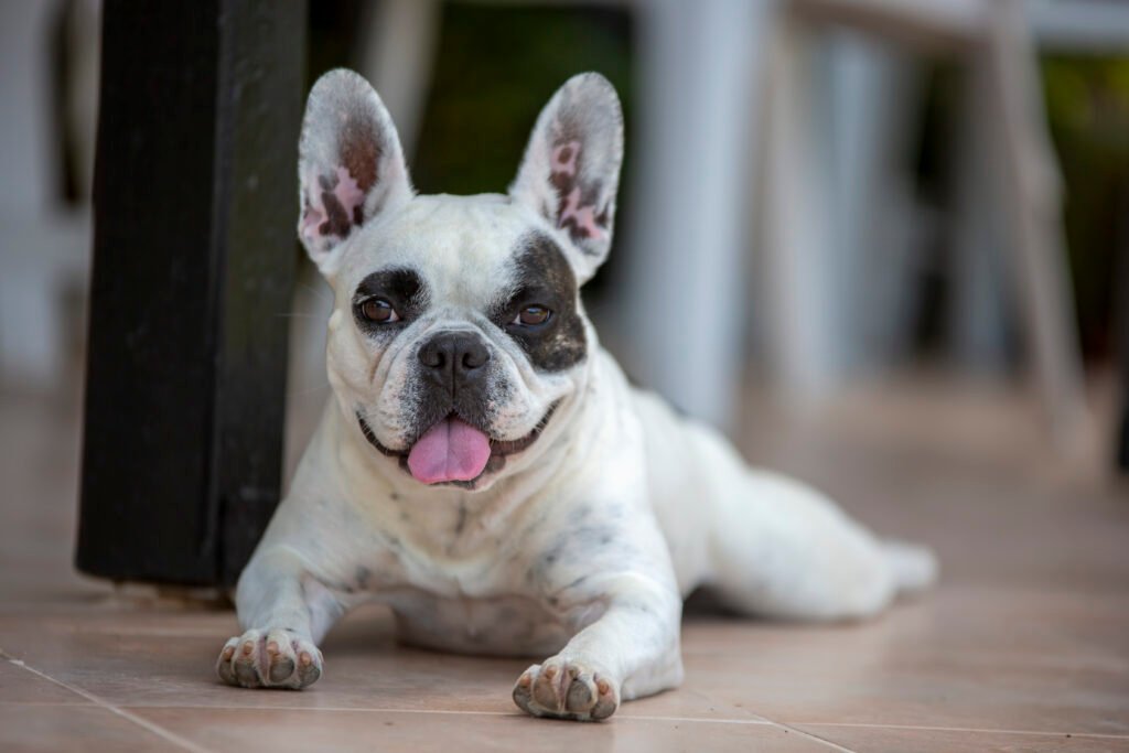 Female French Bulldog Names