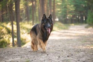 German Shepherd - large dog breed