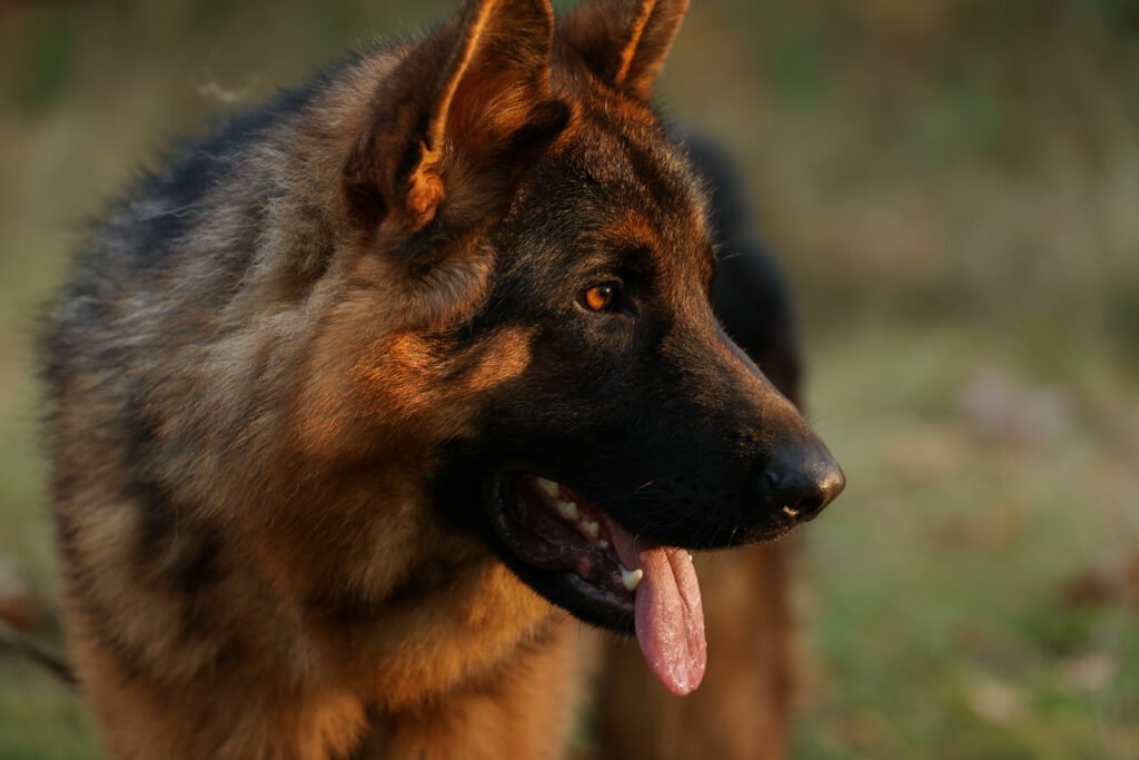 Male German Shepherd Dog Names