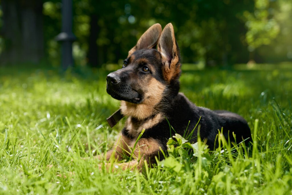 Female German Shepherd Dog Names