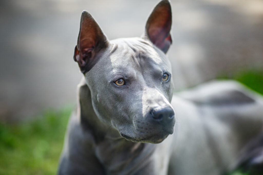 Gray Dog Names