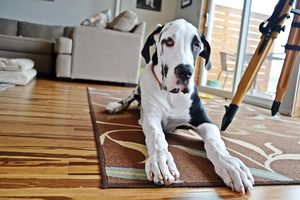 Large Dog Breed - Great Dane