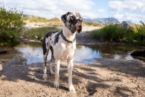 Great Dane - giant dog breed.