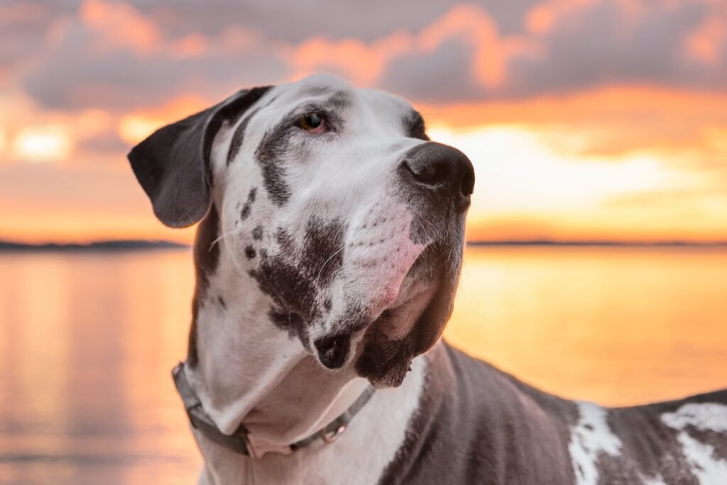 Female Great Dane Names