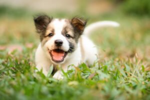 Happy puppy in green grass.