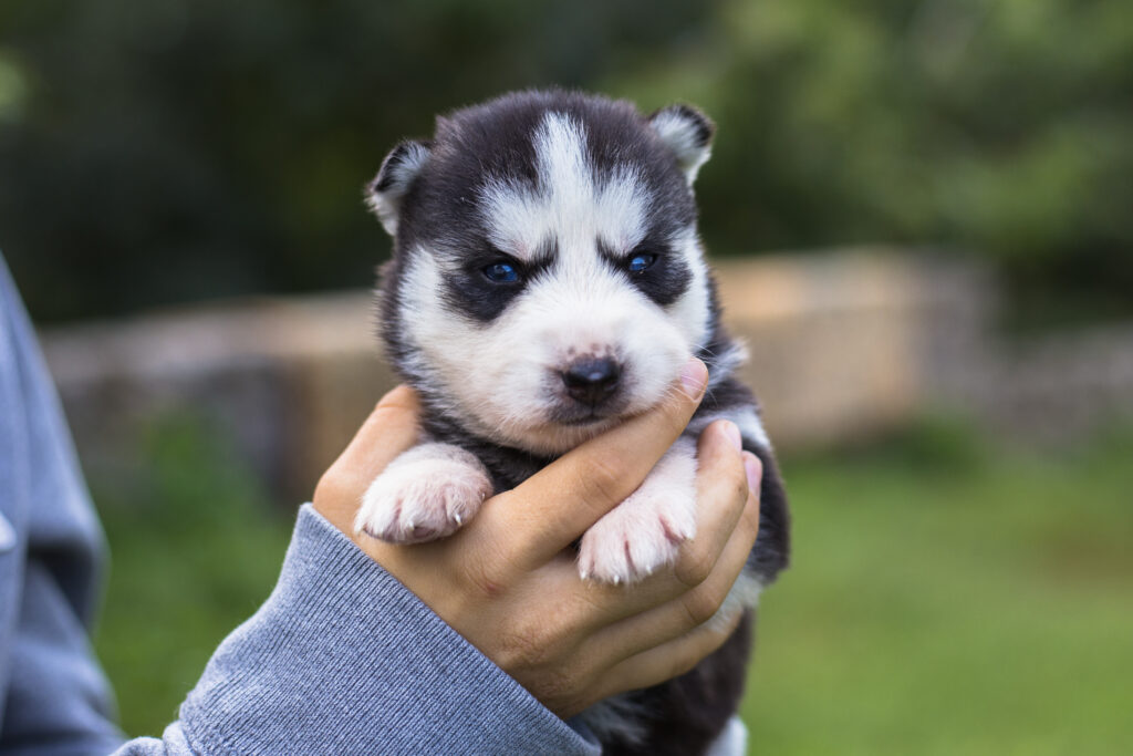 Female Husky Dog Names