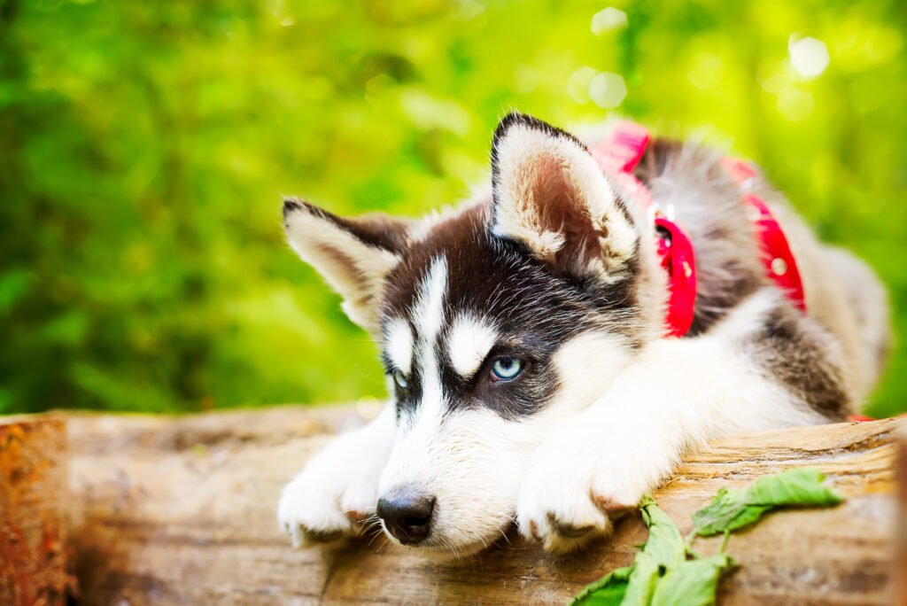 Male Husky Dog Names