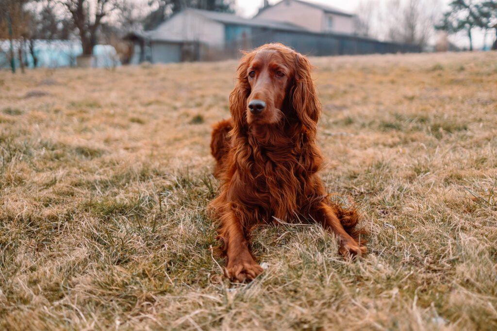 Male Red Dog Names