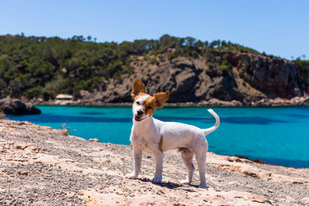 Male Spanish Dog Names