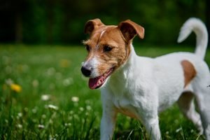 Jack Russell Terrier