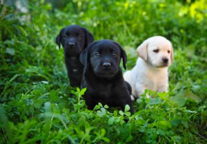 Female Dog Names by Color