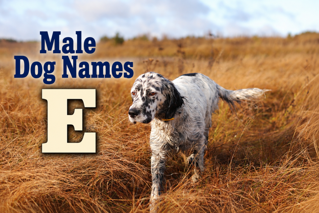 Male Dog Names E
