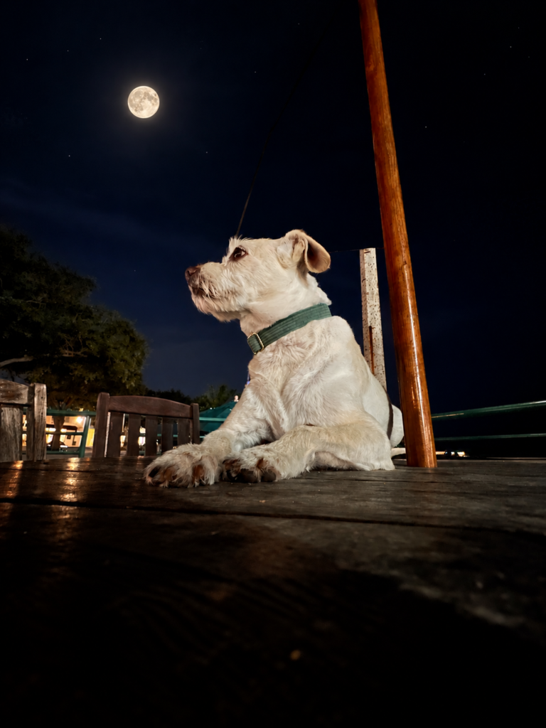 Moon Dog Names