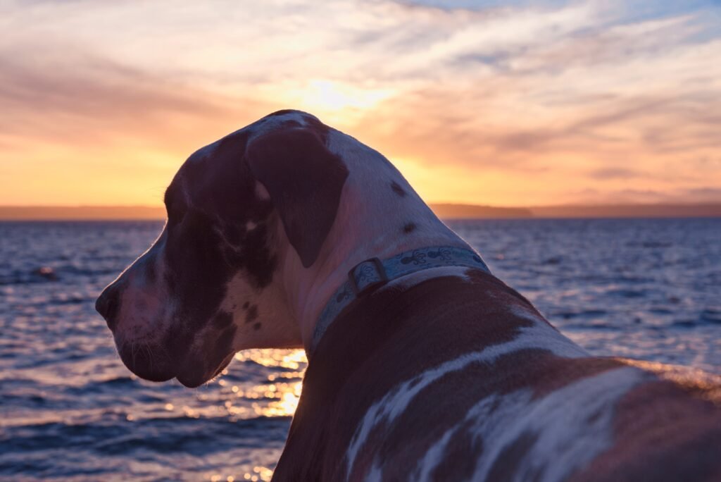 Male Nautical Dog Names