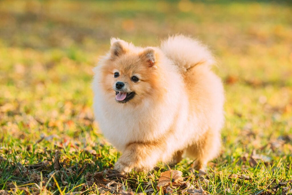 Male Pomeranian Dog Names