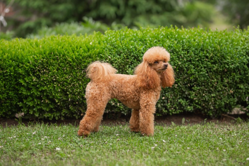 Female Poodle Dog Names