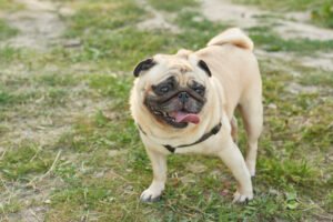 Flat faced Pug dog.