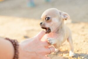 Puppy biting.