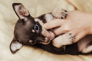 Puppy biting finger.