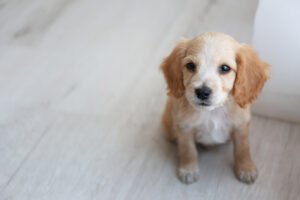 Puppy bladder control.