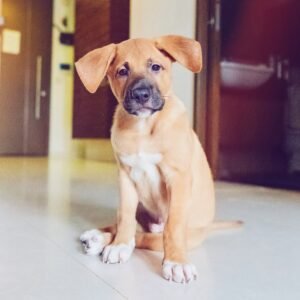 Puppy bladder control.