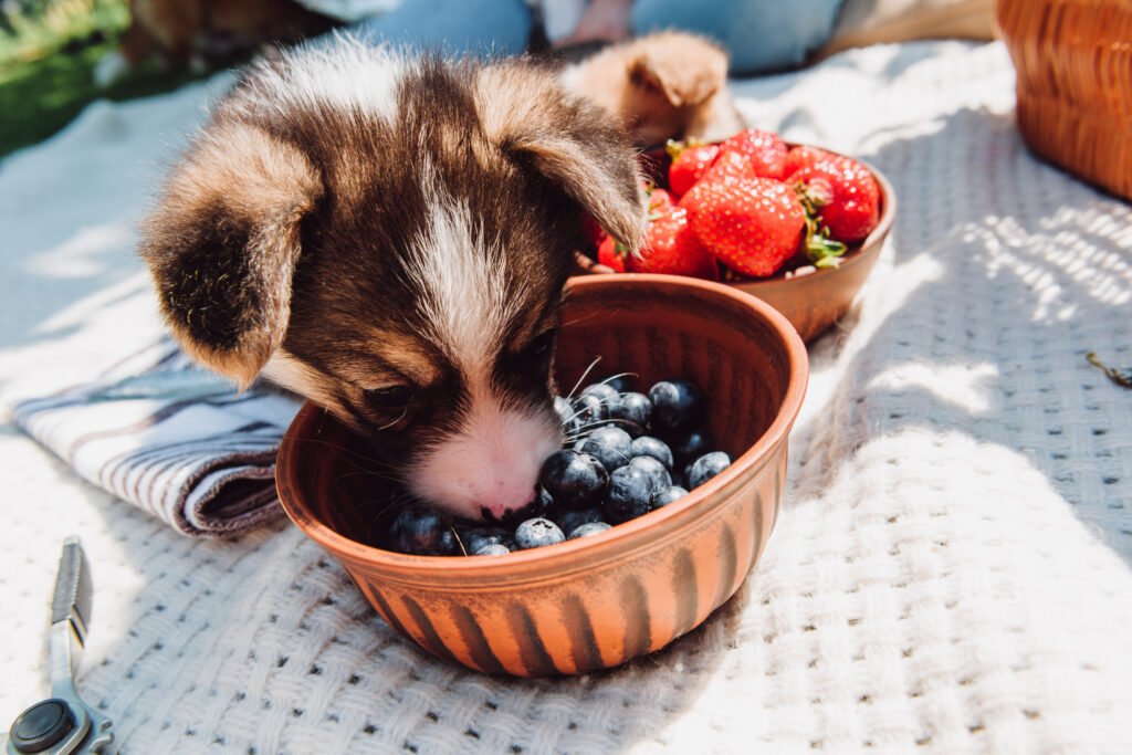 Berry Dog Names