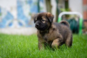 Puppy going outside.