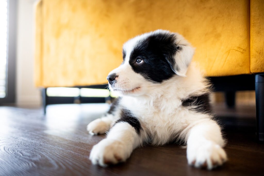 Beginner's guide to owning a dog.