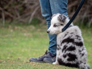Puppy wearing leash.