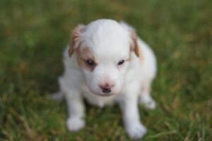 Puppy potty training