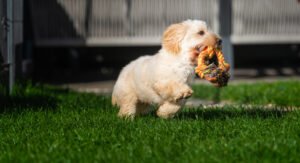 Puppy being rewarded with playtime.