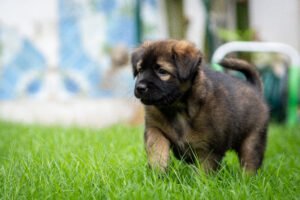 Puppy potty training.