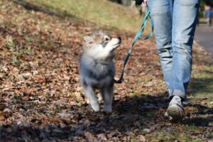 Puppy walking on leash.