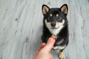 Using treats to reward dog during training.