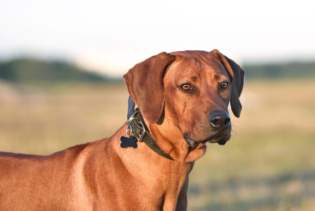 Male African Dog Names